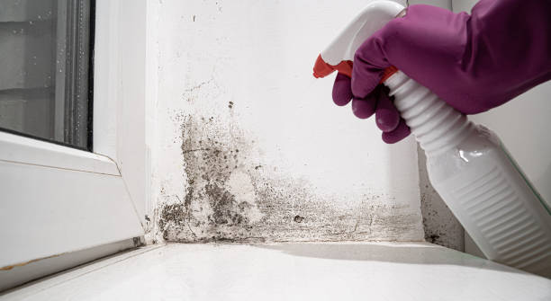 Best 24/7 water damage repair  in Maysville, KY